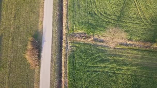 Campos Verdes Vistos Desde Arriba Camino Del Campo Luz Cálida — Vídeo de stock