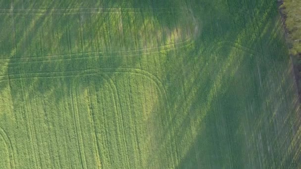 Groene Velden Van Bovenaf Gezien Landweg Bij Warm Licht — Stockvideo