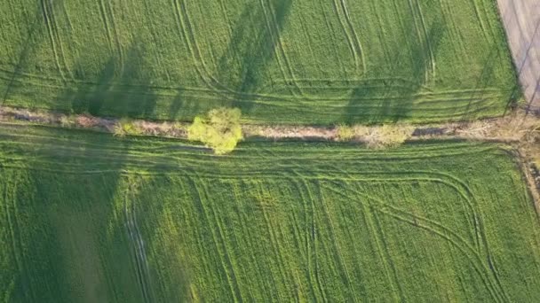 Campos Verdes Vistos Desde Arriba Camino Del Campo Luz Cálida — Vídeo de stock