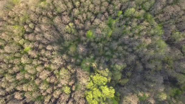 Orman Yukarıdan Görünüyor Baharda Güzel Renkli Bir Orman — Stok video
