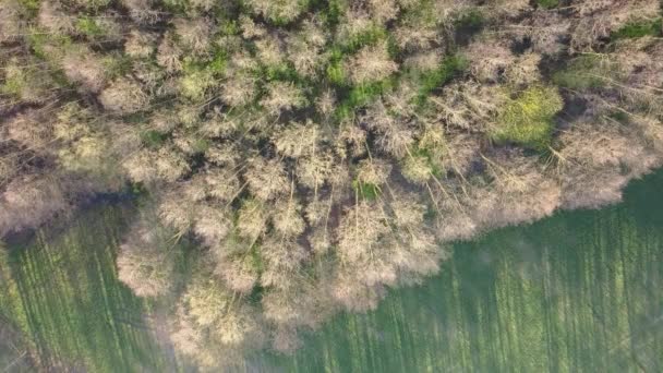 Las Widziany Góry Piękne Kolorowe Lasy Wiosną — Wideo stockowe