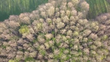 Orman yukarıdan görünüyor. Baharda güzel, renkli bir orman..