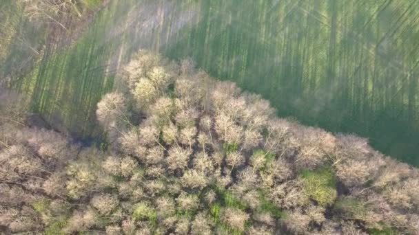 Bosque Visto Desde Arriba Bosques Hermosos Coloridos Primavera — Vídeos de Stock