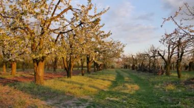 Ağaçlarda çiçeklerle dolu güzel bir bahçe..