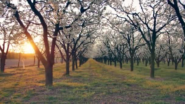 Hermoso Huerto Lleno Flores Los Árboles — Vídeos de Stock