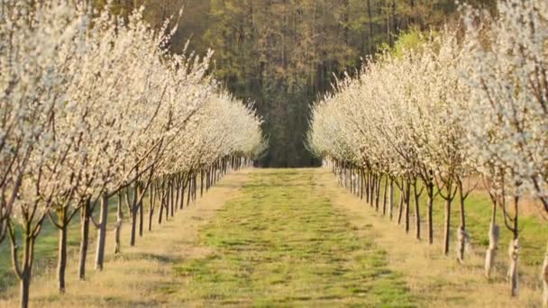 Schöner Obstgarten Voller Blumen Auf Den Bäumen — Stockvideo