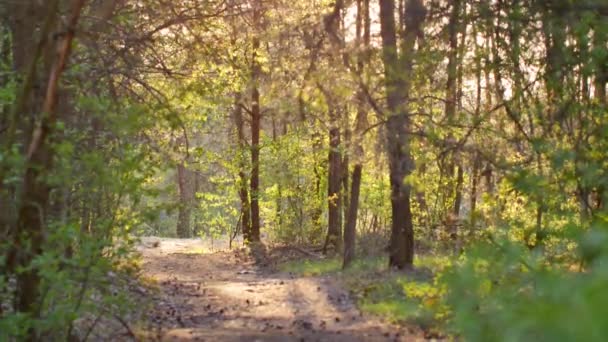 Bellissimo Frutteto Pieno Fiori Sugli Alberi — Video Stock