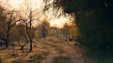 Ağaçlarda çiçeklerle dolu güzel bir bahçe..