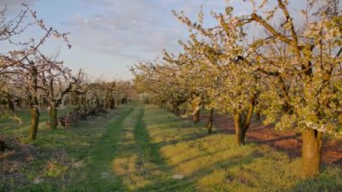 Ağaçlarda çiçeklerle dolu güzel bir bahçe..