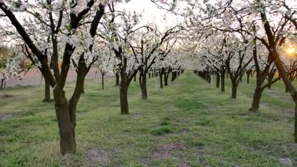 Bellissimo Frutteto Pieno Fiori Sugli Alberi — Video Stock