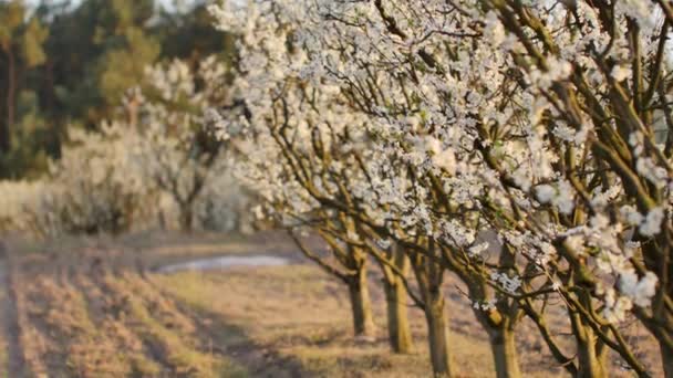 Beau Verger Plein Fleurs Sur Les Arbres — Video