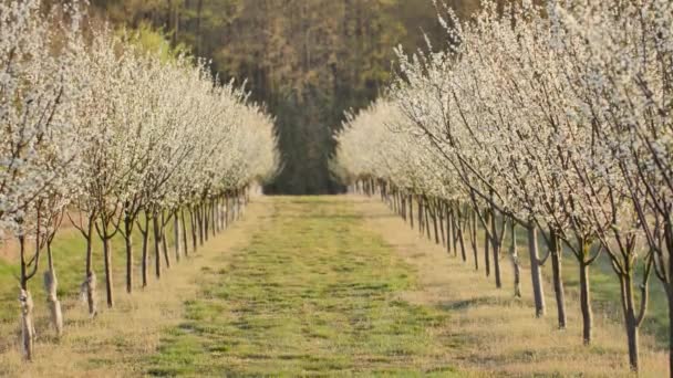 Beau Verger Plein Fleurs Sur Les Arbres — Video