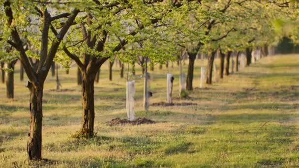 Schöner Obstgarten Voller Blumen Auf Den Bäumen — Stockvideo