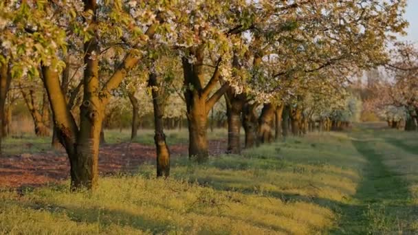 Beau Verger Plein Fleurs Sur Les Arbres — Video