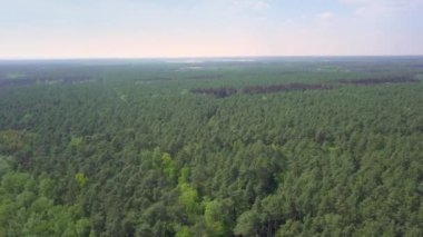 İlkbaharda ormanın hava görüntüleri.