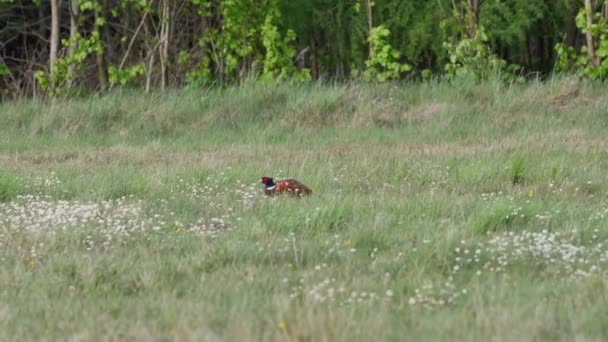 Schöner Fasan Auf Der Wiese — Stockvideo