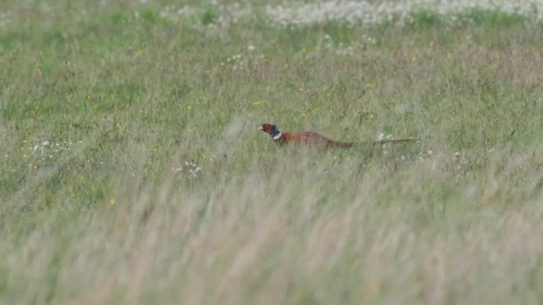 Beau faisan sur la prairie .