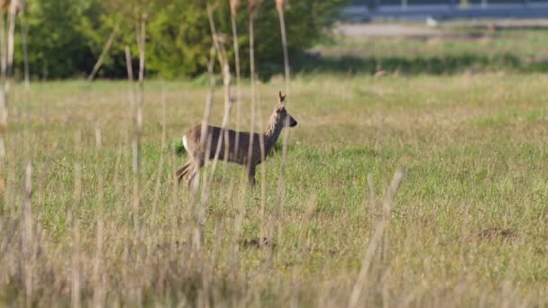 Belles Chevreuils Plein Soleil — Video