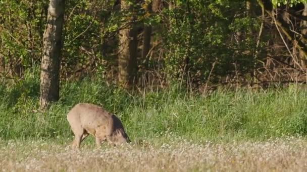 Schöne Rehe Warmen Sonnenlicht — Stockvideo