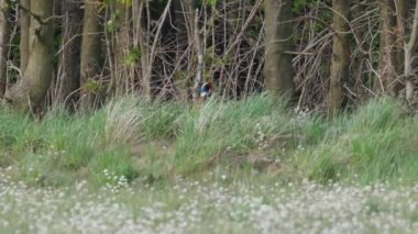 Çayırdaki güzel sülün.