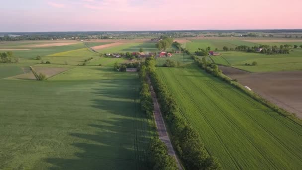 Groene Velden Van Bovenaf Gezien Landweg Bij Warm Licht — Stockvideo