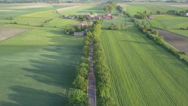 Campos Verdes Vistos Desde Arriba Camino Del Campo Luz Cálida — Vídeo de stock