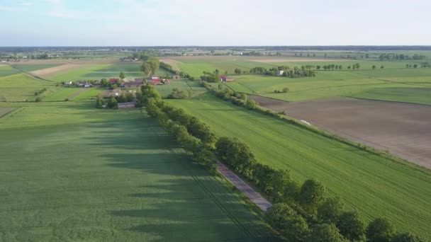 Campos Verdes Vistos Desde Arriba Camino Del Campo Luz Cálida — Vídeos de Stock