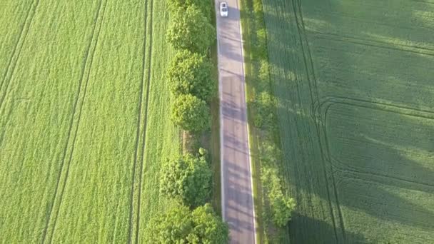 Campos Verdes Vistos Desde Arriba Camino Del Campo Luz Cálida — Vídeos de Stock