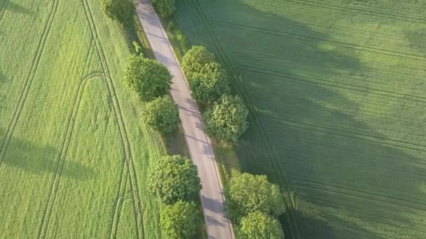 Grüne Felder Von Oben Gesehen Landstraße Bei Warmem Licht — Stockvideo