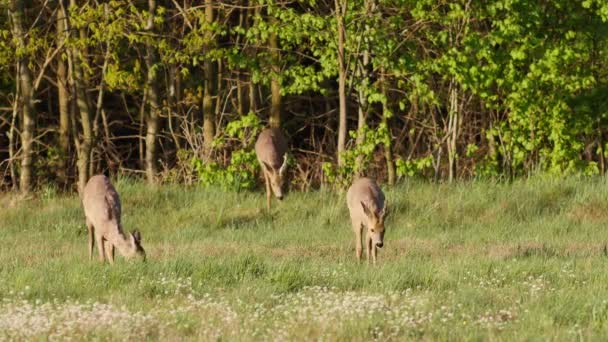 Belles chevreuils en plein soleil .