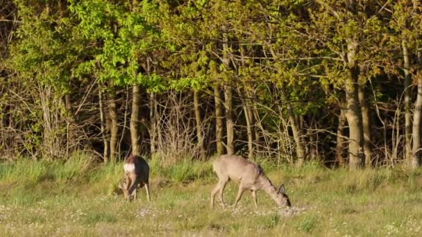Beautiful Roe Deers Warm Sunlight — Stock Video