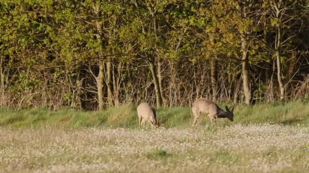 Belles Chevreuils Plein Soleil — Video