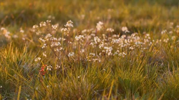 Vacker Äng Full Blommor Och Örter Varmt Solljus — Stockvideo