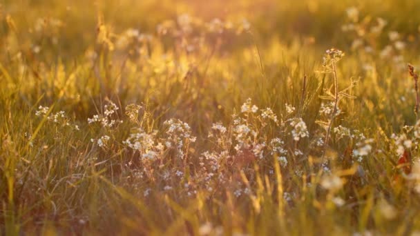 暖かい日差しの中で花やハーブでいっぱいの美しい牧草地 — ストック動画