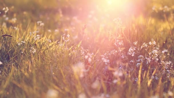 暖かい日差しの中で花やハーブでいっぱいの美しい牧草地 — ストック動画