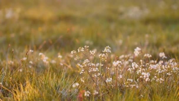 暖かい日差しの中で花やハーブでいっぱいの美しい牧草地 — ストック動画