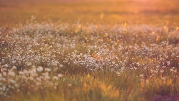 暖かい日差しの中で花やハーブでいっぱいの美しい牧草地 — ストック動画