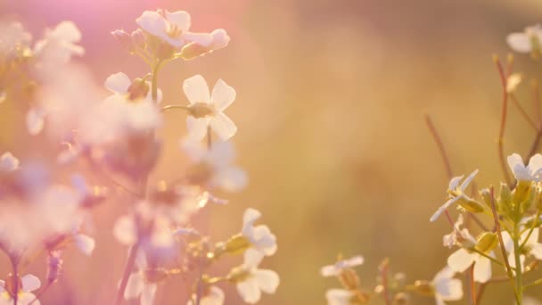 Vacker Äng Full Blommor Och Örter Varmt Solljus — Stockvideo
