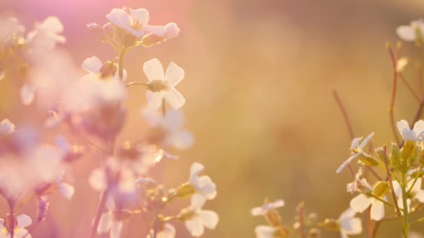 Belle prairie pleine de fleurs et d'herbes au soleil chaud 