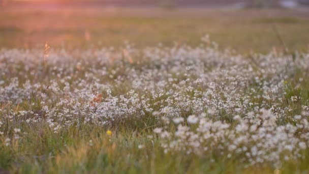 Прекрасний Луг Повний Квітів Трав Теплому Сонячному Світлі — стокове відео