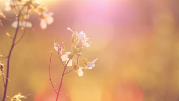 Piękna Łąka Pełna Kwiatów Ziół Ciepłym Słońcu — Wideo stockowe