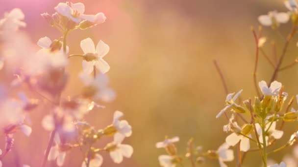 Belle prairie pleine de fleurs et d'herbes au soleil chaud 