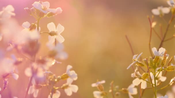 Vacker Äng Full Blommor Och Örter Varmt Solljus — Stockvideo