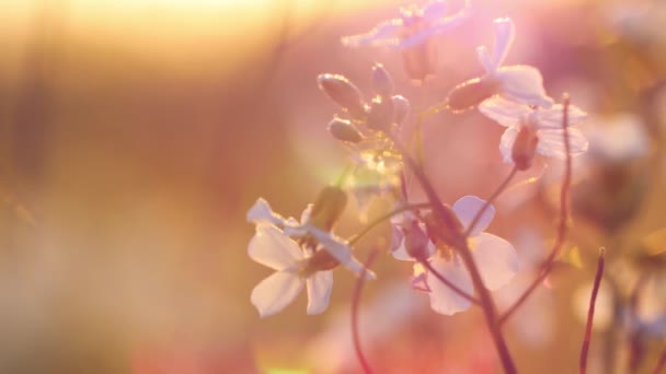 Όμορφο Λιβάδι Γεμάτο Λουλούδια Και Βότανα Στο Ζεστό Φως Του — Αρχείο Βίντεο