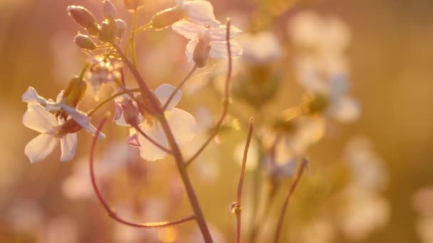 Vacker Äng Full Blommor Och Örter Varmt Solljus — Stockvideo