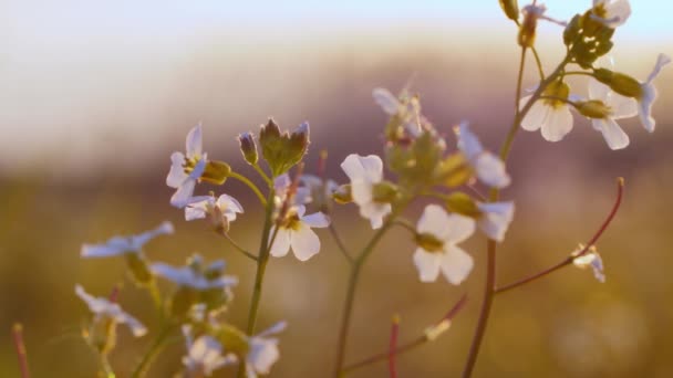 Vacker Äng Full Blommor Och Örter Varmt Solljus — Stockvideo