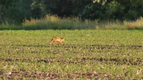 荒野の美しい若いキツネ フォックスは食べ物を探しています ヨーロッパの野生生物 — ストック動画