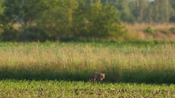 Bella Giovane Volpe Nel Deserto Fox Cerca Cibo Vita Selvaggia — Video Stock