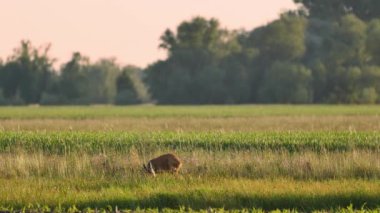 Sıcak güneş ışığında güzel yumurta geyikleri.