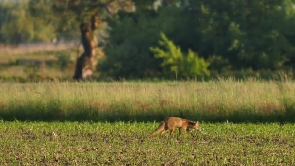 Hermosos Corzos Luz Del Sol — Vídeo de stock